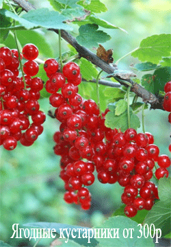 ягодные кустарники