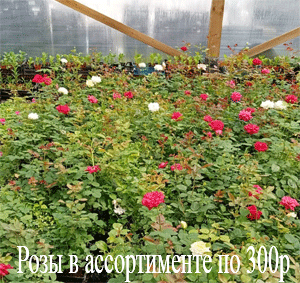 розы саженцы
