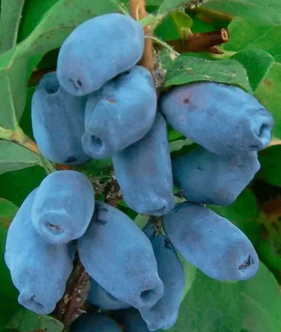 �������� �����