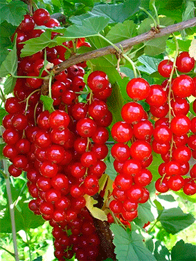 �������� �����