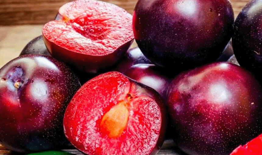 шарафуга саженцы
