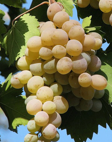 виноград Бьанка